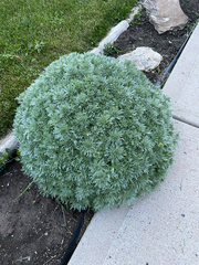 Artemisia schmidtiana