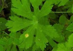 Puccinia pelargonii-zonalis