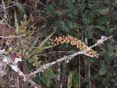 Epidendrum cylindrostachys