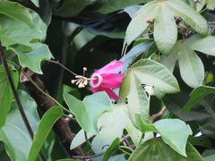 Passiflora tarapotina
