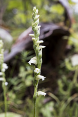 Spiranthes casei casei