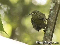 Philepitta castanea
