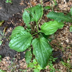 Plantago major