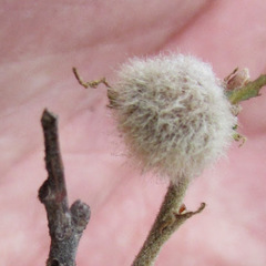 Disholandricus lasius