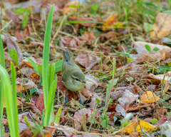 Phylloscopus trochiloides