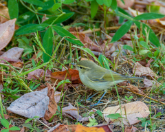 Phylloscopus trochiloides