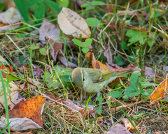 Phylloscopus trochiloides