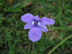 Ennealophus foliosus