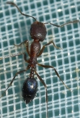 Monomorium subopacum
