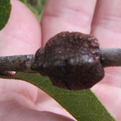 Disholandricus chrysolepidis