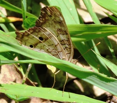 Anartia jatrophae