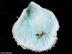 Talochlamys pusio