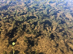 Myriophyllum quitense
