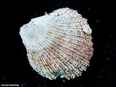 Talochlamys pusio