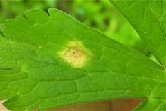 Puccinia pelargonii-zonalis