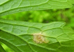 Puccinia pelargonii-zonalis