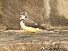 Motacilla flaviventris