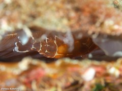 Pontonia pinnophylax