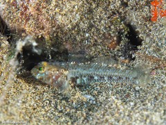 Vanneaugobius canariensis