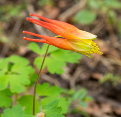 Aquilegia elegantula