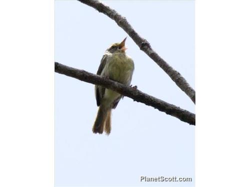 iNaturalist image