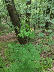 Thalictrum coriaceum