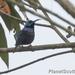 Malagasy Sunbird - Photo (c) Scott Bowers, some rights reserved (CC BY-NC), uploaded by Scott Bowers