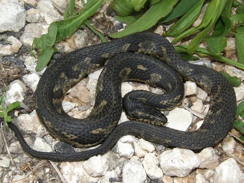 Saltmarsh Snake