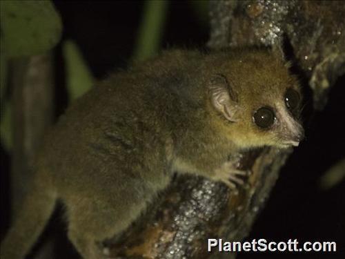 Rufous Mouse Lemur