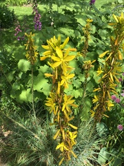 Asphodeline