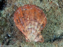 Manupecten pesfelis
