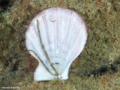Manupecten pesfelis