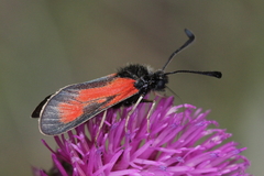Zygaena punctum