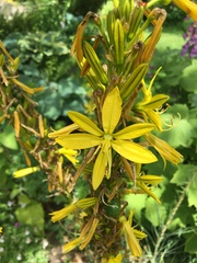 Asphodeline