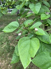 Catalpa