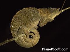 Calumma crypticum