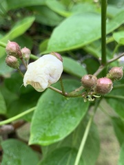 Catalpa