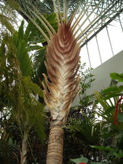 Dypsis decaryi