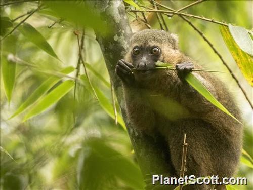 Golden Bamboo Lemur