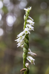 Spiranthes lacera lacera