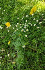 Ranunculus acris