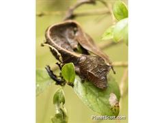 Uroplatus phantasticus