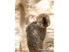 Eulemur rufifrons