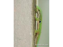 Phelsuma quadriocellata