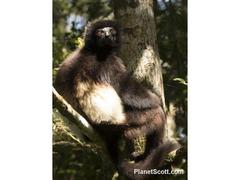 Propithecus edwardsi