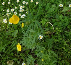 Ranunculus acris