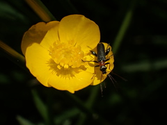 Oedemera croceicollis