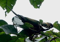 Leptosittaca branickii