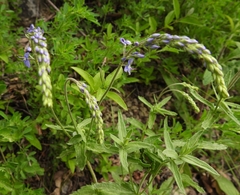 Veronica austriaca