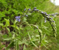 Veronica austriaca